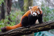 Red panda (Ailurus fulgens)