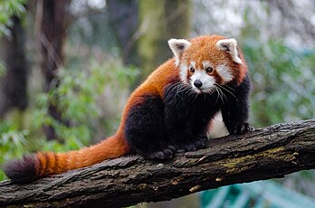 Un petit panda du zoo de Duisbourg (Rhénanie-du-Nord-Westphalie). (définition réelle 3 900 × 2 583)