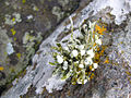 Ramalina siliquosa sur les rochers.