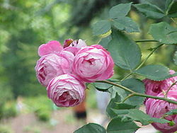 'Reine Victoria'