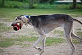 Saluki avec une balle