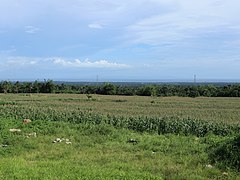 Sariaya field view