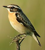 Whinchat, with a conspicuous supercilium (eyebrow)