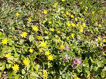 pilewort