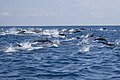 Spinner dolphins right off the coast of Carrillo