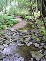 Image 8This stream operating together with its environment can be thought of as forming a river ecosystem. (from River ecosystem)