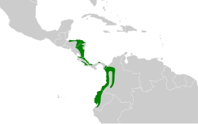 Distribución geográfica del pijuí pizarroso.