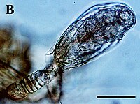 Tantulus larva (Microdajus sp.)