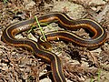 Thamnophis sirtalis infernalis (Colubridae)