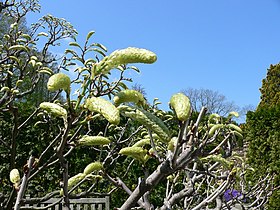 Racemes with flower buds