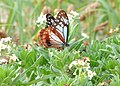 2021年5月19日 (水) 09:41時点における版のサムネイル