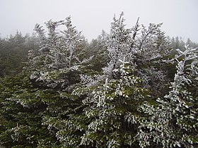 Rime ice in the Krummholz zone of Mansfield