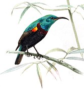 illustration of sunbird with blue-green upperparts, black underparts and wings, and dark red band across the chest