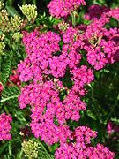 Achillea „Stara burgandinska”