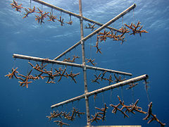 Culture d'Acropora cervicornis aux Caraïbes pour transplantation.