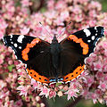 Admiral (Vanessa atalanta)