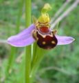 Ophrys abeille