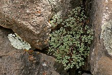 A small fern with leaf divided into oval segments growing in a crevice of a large rock face