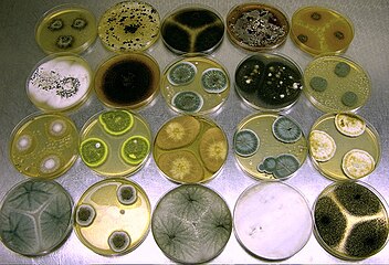 Fungi (ascomycetes) growing in axenic cultures, each of which is a culture of one selected organism and is free of all other organisms, enabling study of the cultured organism in isolation