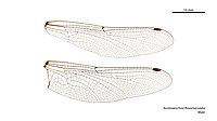 Male wings