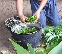 Ayahuascakokning