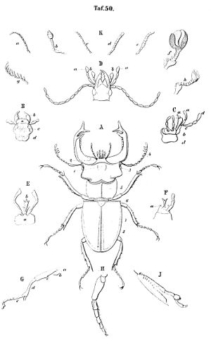 Εικόνα Α: Μέρη κολεοπτέρων (από το βιβλίο C.G.Calwers Käferbuch)[1]