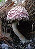 A mushroom with a bent white stem and purple cap covered with whitish scales