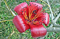 Up close of flower on the branch