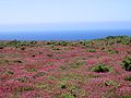 Lande littorale à bruyère du Cap de la Chèvre (Finistère, France).