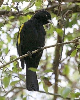 Cacicus chrysopterus