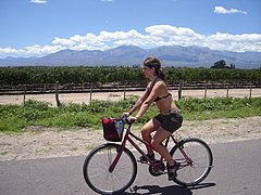 In bicicletta nel vigneto