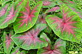 Nome popular Caladium Florida Cardinal.