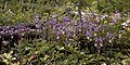 Calypso orchids, Winsor Trail near Santa Fe Ski Basin