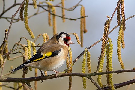 European goldfinch, by Kookaburra 81