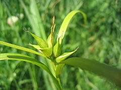 Description de l'image Carex intumescens.jpg.