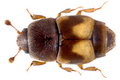 Carpophilus hemipterus Carpophilinae