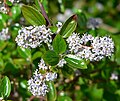 Ceanothus sorediatus