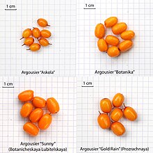 Comparatif fruits argousiers