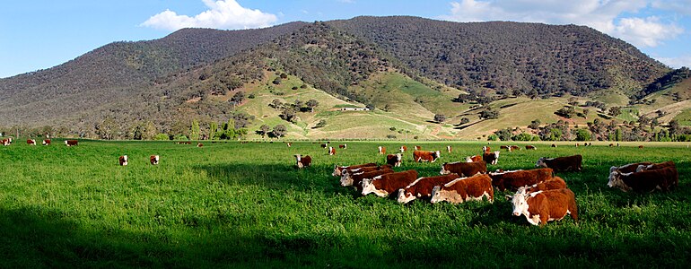 Cows in green field at Hereford cattle, by Fir0002