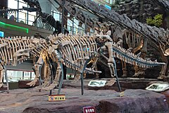 Description de l'image Crichtonsaurus skeleton.jpg.