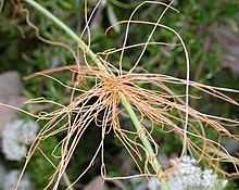 Plante filamenteuse rosée fixée sur une tige verte