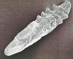 Demodex brevis