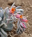 3-Echeveria 'exotic' ?