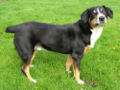 Entlebucher Mountain Dog