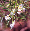 Eremophila sturtii