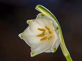 Une nivéole de printemps. (définition réelle 5 182 × 3 886)