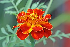 Tagetes patula