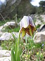 Fritillaria crassifolia