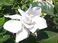 Gardenia jasminoides a fiore semidoppio.