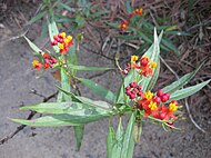 Asclepias curassavica